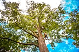 Professional  Tree Services in Bonanza, GA