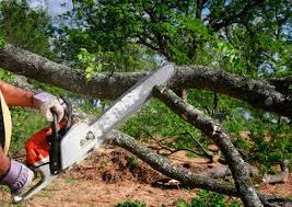 Best Tree Removal  in Bonanza, GA