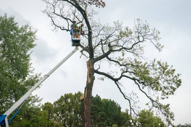 Best Root Management and Removal  in Bonanza, GA