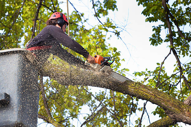 Organic Lawn Care Solutions in Bonanza, GA